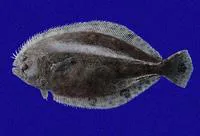 God's flounder (Cyclopsetta panamensis)