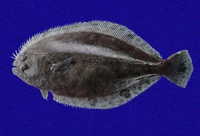 God's flounder (Cyclopsetta panamensis)