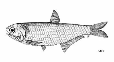 Godavari thryssa (Thryssa kammalensoides)