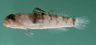 Goggle goby (Hetereleotris zanzibarensis)