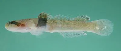 Goggles (Hetereleotris zonata)