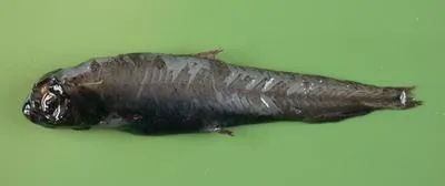 Goiter blacksmelt (Bathylagus euryops)