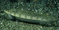 Gold-bar sand-diver (Trichonotus halstead)