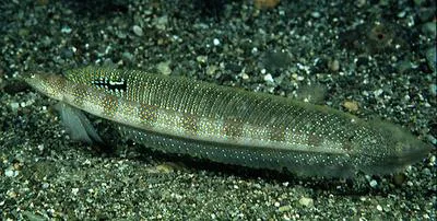 Gold-bar sand-diver (Trichonotus halstead)