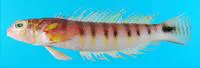 Gold-birdled sandsmelt (Parapercis multifasciata)