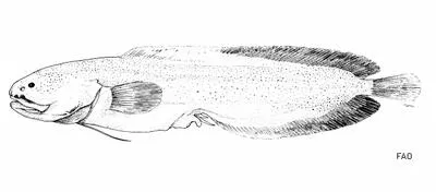Gold brotula (Gunterichthys longipenis)