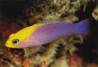 Gold-browed dottyback (Pictichromis aurifrons)