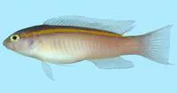Gold-lined dottyback (Pseudochromis aureolineatus)