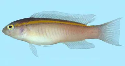 Gold-lined dottyback (Pseudochromis aureolineatus)