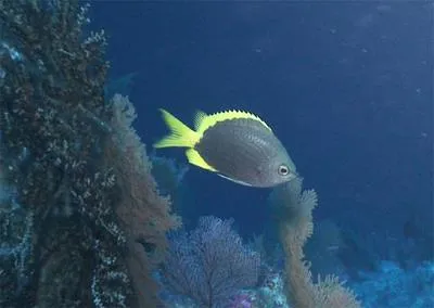 Gold-rim Chromis (Chromis circumaurea)