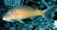 Gold-saddle goatfish (Parupeneus cyclostomus)