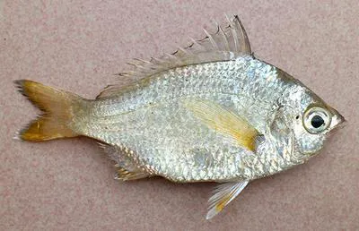 Gold sheen silver-biddy (Gerres chrysops)