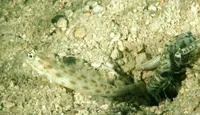 Gold-specked prawn-goby (Ctenogobiops pomastictus)