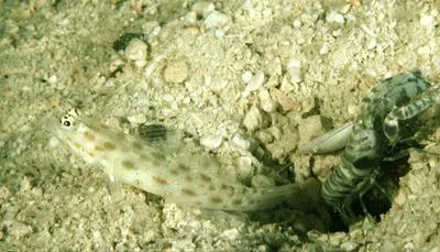 Gold-specked prawn-goby (Ctenogobiops pomastictus)