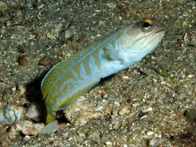 Gold-specs jawfish (Opistognathus randalli)