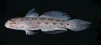 Gold-streaked prawn-goby (Ctenogobiops aurocingulus)