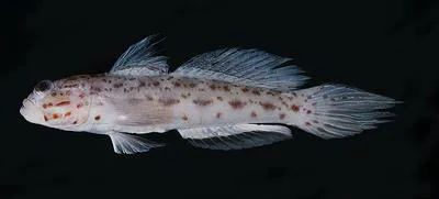 Gold-streaked prawn-goby (Ctenogobiops aurocingulus)