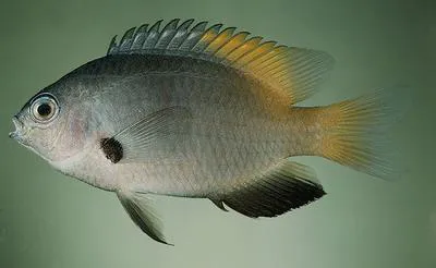 Goldback damsel (Pomacentrus nigromanus)