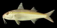 Goldband goatfish (Upeneus moluccensis)