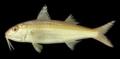 Goldband goatfish (Upeneus moluccensis)