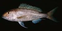 Goldbanded jobfish (Pristipomoides multidens)