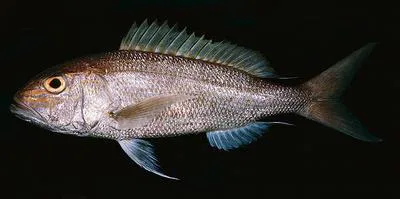 Goldbanded jobfish (Pristipomoides multidens)
