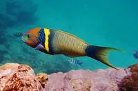 Goldbar wrasse (Thalassoma hebraicum)