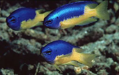 Goldbelly damsel (Pomacentrus auriventris)