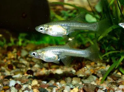 Goldbelly topminnow (Girardinus falcatus)