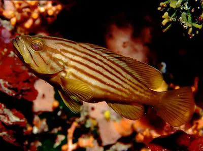 Goldblotch grouper (Epinephelus costae)