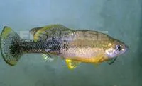 Goldbreast splitfin (Ilyodon furcidens)