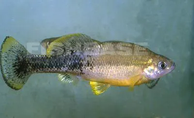 Goldbreast splitfin (Ilyodon furcidens)
