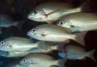 Golden African snapper (Lutjanus fulgens)