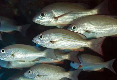 Golden African snapper (Lutjanus fulgens)