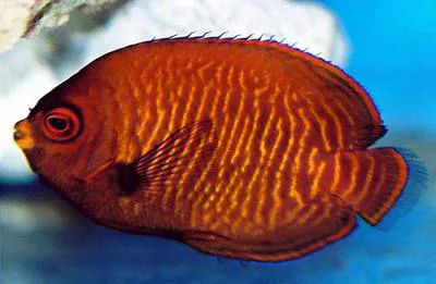 Golden angelfish (Centropyge aurantia)