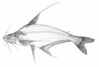 Golden barbel (Schilbe banguelensis)