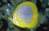 Golden butterflyfish (Chaetodon aureofasciatus)