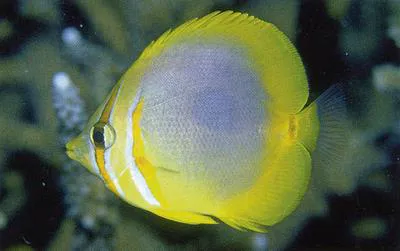 Golden butterflyfish (Chaetodon aureofasciatus)