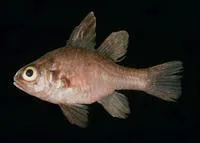 Golden cardinalfish (Apogonichthyoides chrysurus)