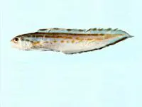 Golden cusk (Sirembo imberbis)