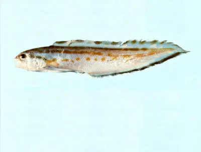 Golden cusk (Sirembo imberbis)