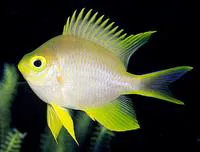 Golden damselfish (Amblyglyphidodon aureus)