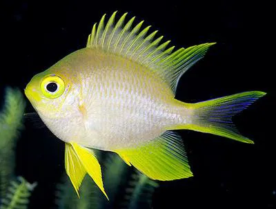 Golden damselfish (Amblyglyphidodon aureus)