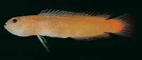 Golden dottyback (Chlidichthys auratus)