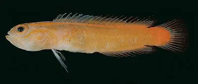 Golden dottyback (Chlidichthys auratus)