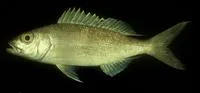 Golden eye jobfish (Pristipomoides flavipinnis)