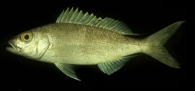 Golden eye jobfish (Pristipomoides flavipinnis)