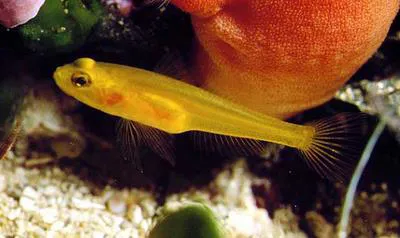 Golden goby (Gobius auratus)
