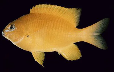 Golden gregory (Stegastes aureus)