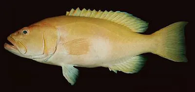 Golden grouper (Saloptia powelli)